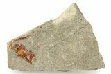 Ordovician Carpoid Fossil - Ktaoua Formation, Morocco #289217-1